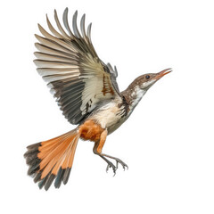 Obraz premium a bird in mid-flight. showcasing its vibrant plumage and graceful wingspan against a white background essence of the bird's natural beauty and agility. making it an ideal representation of wildlife p