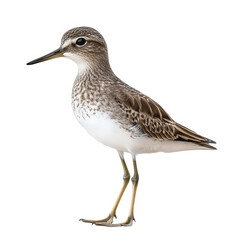 Obraz premium standing bird with a slender body. long legs. and a pointed beak. showcasing its intricate feather patterns and natural coloration the background is plain white. emphasizing the bird's details it like
