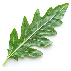 Fototapeta premium Close-up of a vibrant green leaf, showcasing its intricate details and textures. A perfect image for nature lovers and botanical enthusiasts.