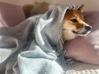 Pensive Shiba Inu with a sorrowful expression, head nestled under a blanket. The mood is reflective and contemplative. High quality close-up photo. copy space available.