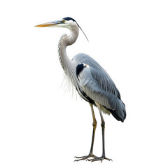 a great blue heron stands elegantly against a white background. showcasing its long legs. slender neck. and striking plumage the bird's poised stance emphasizes its grace and beauty. making it a capti