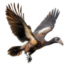 Obraz premium large bird in flight. showcasing its impressive wingspan and detailed plumage the bird appears to be a vulture or a similar species. with a striking combination of dark and light feathers. set against
