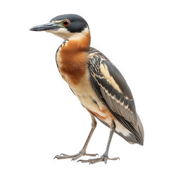 Obraz premium a detailed of a bird. showcasing its unique coloration and features. emphasizing its natural beauty and characteristics