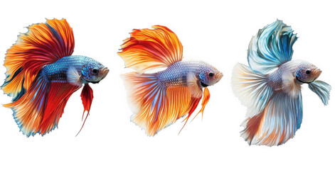 Obraz premium three vibrant betta fish. each displaying stunning colors and flowing fins. set against a white background the fish are arranged in a line. showcasing their unique patterns and hues. emphasizing their