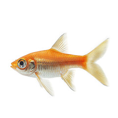 Obraz premium single goldfish swimming gracefully against a plain white background. showcasing its vibrant orange and white colors. delicate fins. and large eyes this depiction highlights the beauty of aquatic life