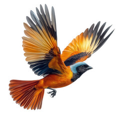 Fototapeta premium a vibrant bird in mid-flight. showcasing its striking plumage with shades of orange. black. and blue the bird's wings are spread wide. highlighting the intricate feather patterns and colors. creating