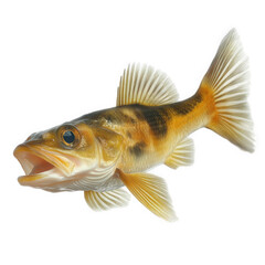 a realistic illustration of a fish. showcasing its detailed features. including vibrant colors and intricate fins the fish is positioned against a plain white background. emphasizing its anatomical de