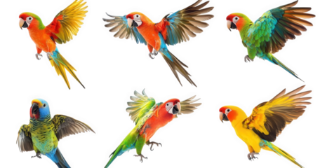 vibrant collection of six colorful parrots in various poses. showcasing their striking plumage and dynamic movements the bright colors and lively expressions highlight the beauty and diversity of thes
