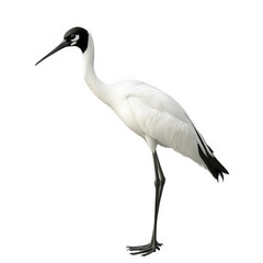 Fototapeta premium tall. elegant bird. likely a crane. with striking black and white plumage it stands on long legs. showcasing its slender form and distinctive features. including a black crown and facial markings the