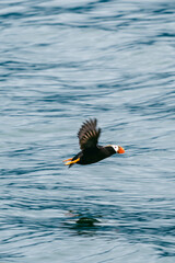 Puffins flying over the sea in Glacier Bay National Park in southeast Alaska