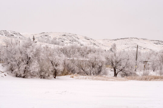 Photograph of a winter landscape with snow-covered trees, bushes and dry, frost-covered grass under cloudy skies.