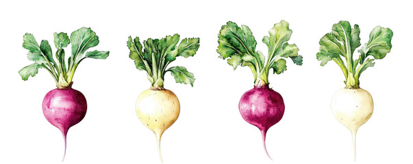 Colorful radishes with green leaves on a white isolated background.