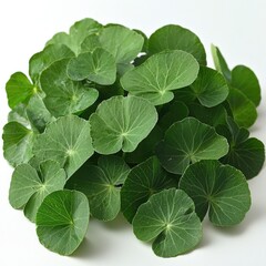 Close-up of vibrant green leaves, lush foliage, botanical beauty, fresh and organic plant, healthy natural texture, vibrant spring garden