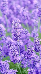 Fototapeta premium Vibrant Lavender Fields in Full Bloom Under Soft Natural Light During Daytime