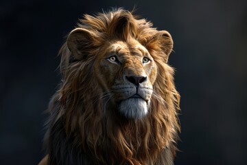 Fototapeta premium Lion king isolated on black