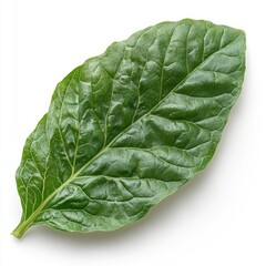 Obraz premium Close-up view of a single vibrant green leaf, showcasing its intricate vein patterns and rich texture. A perfect image for nature, botany, and ecology themes.
