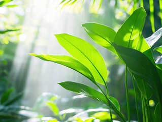 Lush Green Leaves with Sunlight Filtering Through Tropical Forest Landscape