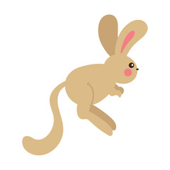 kangaroo rat desert animal