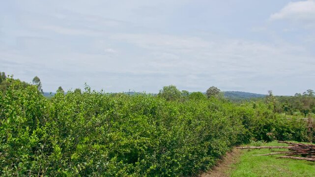 Smooth shot reveiling mountains and maize farm