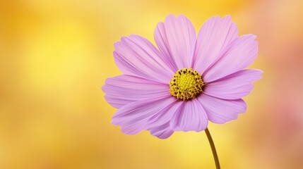 Obraz premium Pink cosmos flower, yellow background, floral design, spring