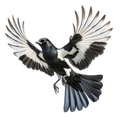 Obraz premium a striking bird in mid-flight. showcasing its expansive wings and distinct black and white plumage the bird's dynamic pose emphasizes its grace and agility. making it a captivating representation of a