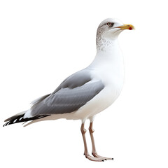 Naklejka premium a seagull stands upright against a plain white background. showcasing its distinct features. including a white body. gray wings. and a yellow beak bird in a natural pose. emphasizing its elegance and