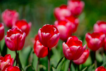 Spring garden. Beautiful tulip flowers on spring nature. Close-up of closely bundled pink tulips. Tulip field. Spring tulip. Red tulips flowers in spring garden.
