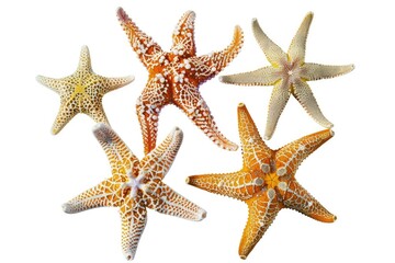 High Detail Image of Decorative Set of Starfishes Isolated on a White Background