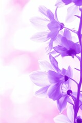 Delicate Purple Orchid Flowers with Soft Focus on a Light Pink Background