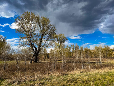 A striking landscape featuring a lone large tree surrounded by smaller bare trees in a grassy field under a dramatic mix of sunlight and stormy clouds.