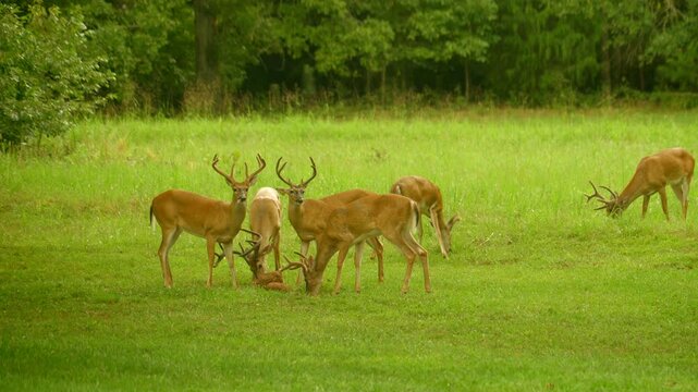 A small herd of Whitetail buck, some with very large antlers, share a deer lick in an open field.