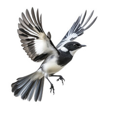 Obraz premium a beautifully captured image of a bird in mid-flight. showcasing its detailed feathers and dynamic pose against a white background this photograph highlights the grace and beauty of avian life. emphas