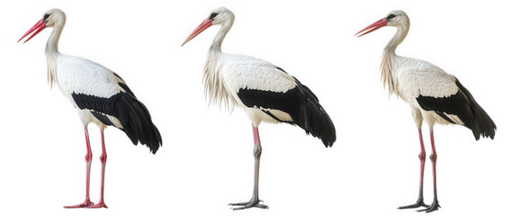 Obraz premium three storks in profile view. showcasing their distinctive features and posture the storks are displayed against a white background. emphasizing their elegant forms and colors this composition highlig