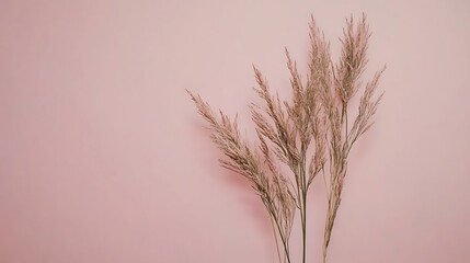 Obraz premium Dried Pampas Grass Against a Pink Background