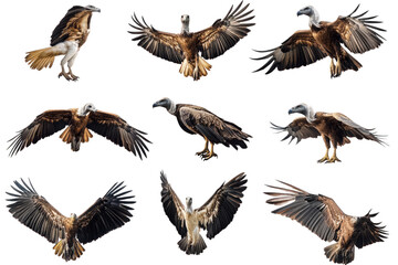Obraz premium collection of nine vulture illustrations. showcasing various poses and angles of these birds in flight and at rest the design emphasizes their wingspan and distinct features. making it suitable for ed