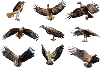 collection of nine vulture illustrations. showcasing various poses and angles of these birds in flight and at rest the design emphasizes their wingspan and distinct features. making it suitable for ed