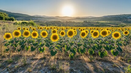 A vibrant field of sunflowers under a sunset, showcasing nature's beauty and tranquility.