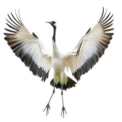 Obraz premium a majestic crane with outstretched wings. showcasing its striking plumage and graceful posture against a plain background elegance and beauty of this bird. symbolizing peace and longevity in various