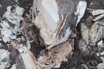 Deforestation, Freshly cut tree stump and logs, depicting deforestation or timber harvesting. tree cutting