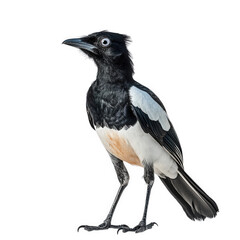 striking bird with a predominantly black body. white wing patches. and a distinctive orange-brown chest the bird stands upright against a plain white background. showcasing its unique features and vib