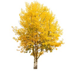 Autumn tree with yellow leaves isolated on white background with clipping path