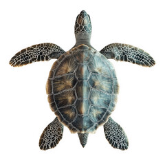 a detailed. top-down view of a sea turtle. showcasing its distinctive shell patterns and flippers against a white background this illustration emphasizes the beauty of marine life and can be used for