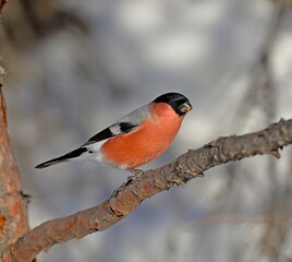 cardinal on a branch