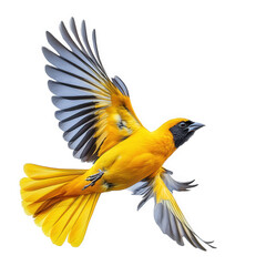 Fototapeta premium vibrant yellow bird in mid-flight. showcasing its striking plumage and dynamic wing position against a plain white background this captivating shot emphasizes the beauty and grace of the bird. making