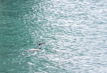 繁殖期に白い羽になった鵜