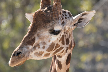 可愛いキリンの顔