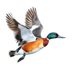 Obraz premium a vibrant duck in mid-flight. showcasing its colorful plumage with wings spread wide against a white background essence of wildlife in motion. emphasizing the beauty and grace of this bird