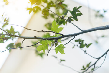 green leaves tree background in the garden