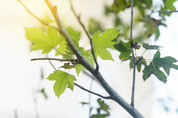 green leaves tree background in the garden