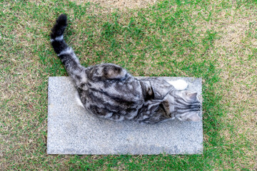 Portrait of silver cat walking on nature in garden on background of green grass